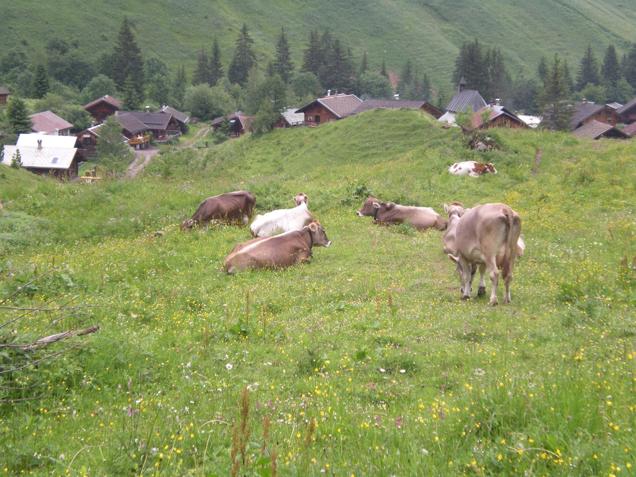 Dekobild: Kühe auf der Almweide in Fallerschein